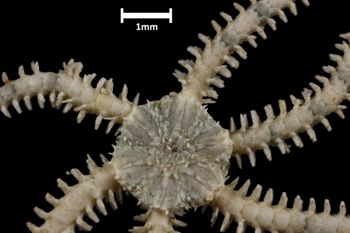 Media type: image;   Invertebrate Zoology OPH-5039 Aspect: disc-dorsal2